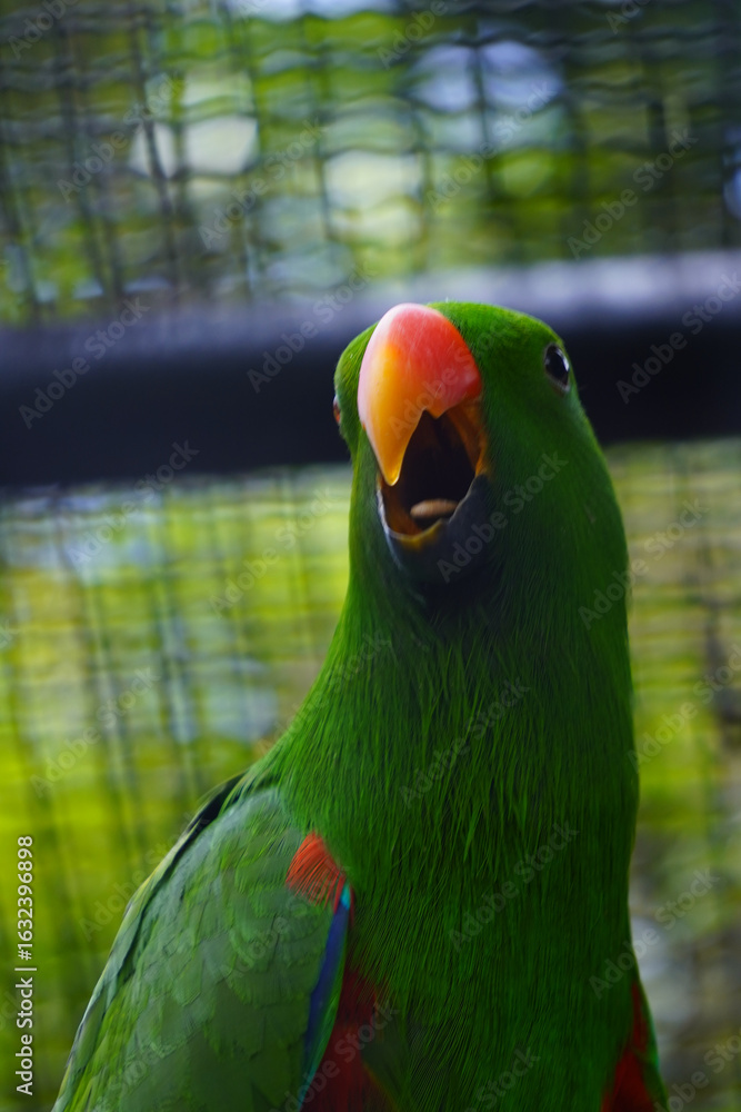 Fototapeta premium A male eclectus parrot with a bright green plumage and an orange beak is shown in a close-up portrait, looking to the left.