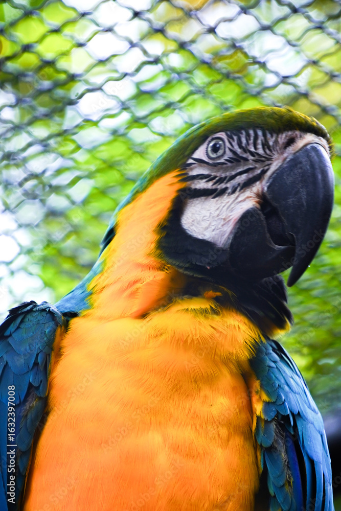 Obraz premium A striking close-up portrait of a blue-and-yellow macaw with vibrant blue and golden-yellow feathers, looking over its shoulder.