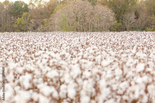 Cotton field in bloom.