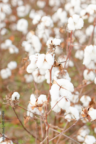 Closeup of cotton in bloom.