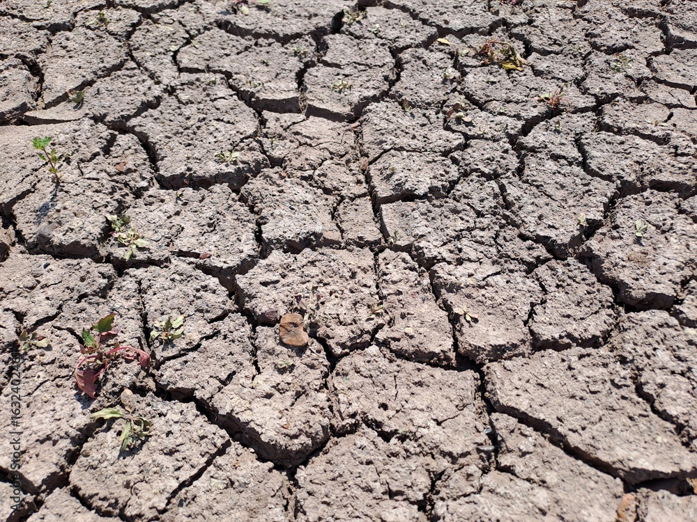 Fototapeta premium cracked earth texture