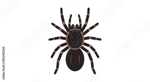 Vector Illustration of a Spider, Representing Arachnids, Fear, and Insect Study with Intricate Details, Eight Legs, Body Structure, and Unique
