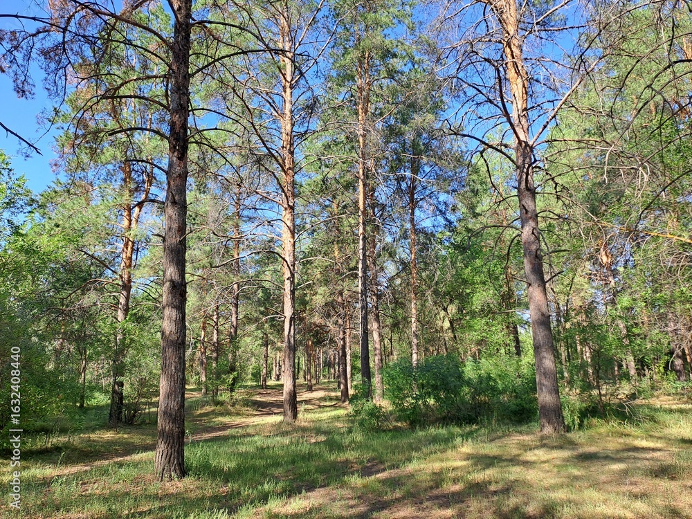 Fototapeta premium pine forest