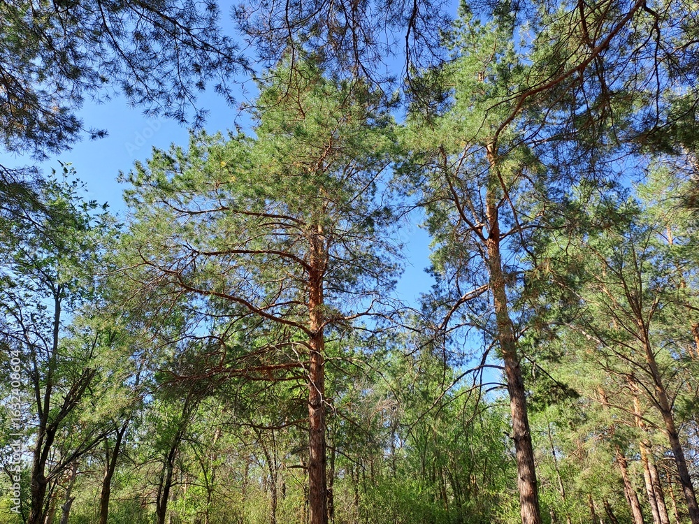 Obraz premium pine forest