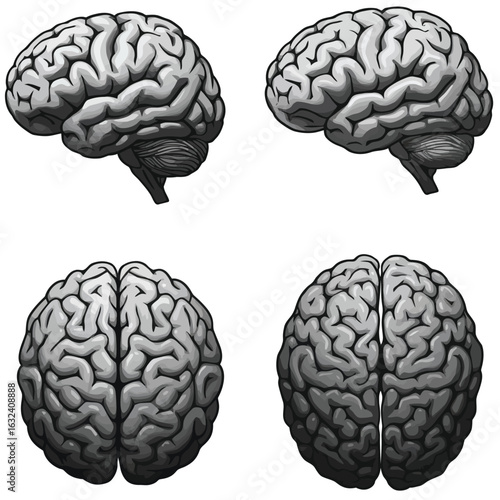 Four Views of a Human Brain in Gray Tones anatomy science