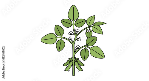 Detailed Illustration of a Thriving Soybean Plant with Pods and Flowers on White Backdrop