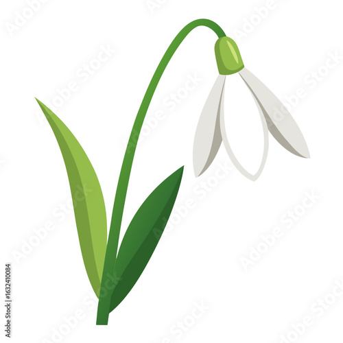 snowdrop flower isolated on white