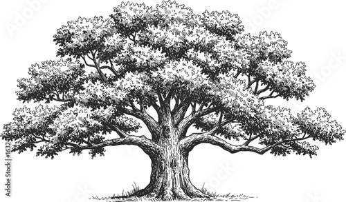 Detailed hand-drawn oak tree illustration, vintage botanical drawing, black ink sketch, nature art, realistic forest tree, woodcut style design