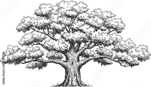 Detailed hand-drawn tree illustration, vintage oak tree sketch, botanical drawing, natural woodcut style, realistic forest tree art, black ink vector