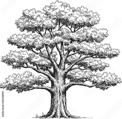 Detailed vintage oak tree sketch, hand-drawn forest illustration, classic botanical engraving, realistic nature drawing, large landscape tree vector artwork