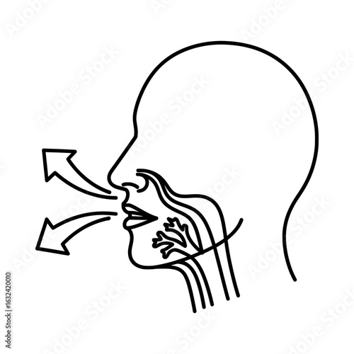 Vector illustration of illustration of human respiratory system showing breathing process isolated on white background