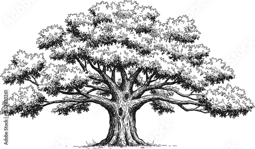 Highly detailed vintage oak tree drawing, hand-drawn forest sketch, botanical engraving, realistic nature illustration, wide landscape tree vector art