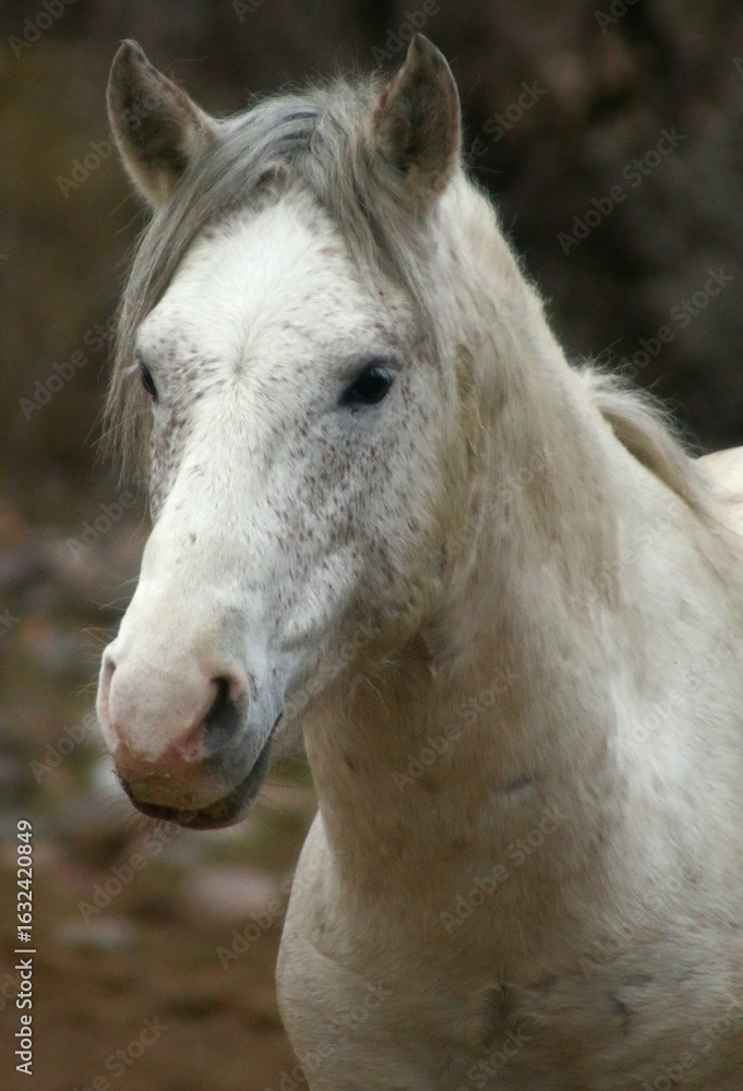 Obraz premium Portrait of a Wild Horse 
