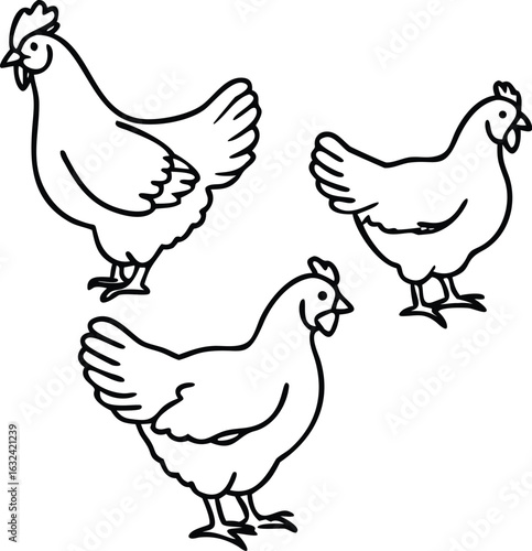 australorp chicken  line arts 