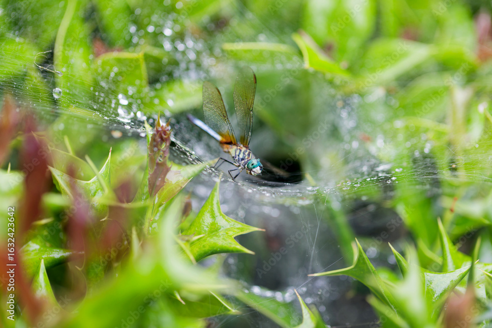 Fototapeta premium The dragonfly trapped in a spider's web
