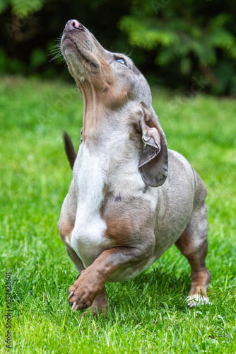 Stolzer Dackel hebt den Kopf im Portrait auf Wiese