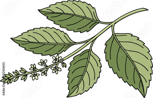 Holy Basil Tulsi Leaf Design. Tulsi Leaf Isolated Illustration. Green Tulsi Leaf Botanical Art. Ayurvedic Holy Basil Leaf Drawing. Medicinal Tulsi Plant Leaf Artwork