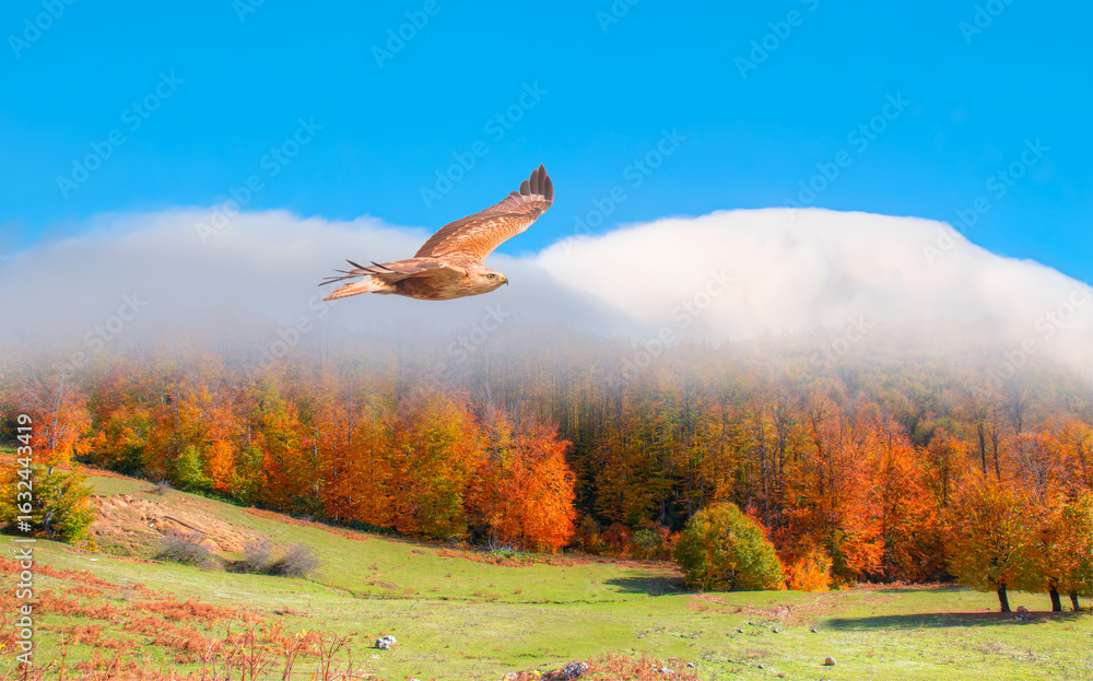 Fototapeta premium Red-tailed Hawk flying over the mountains with autumn forest background
