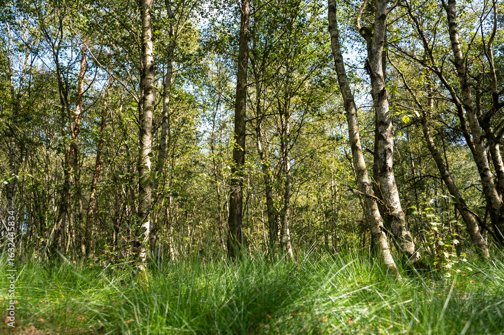 Fototapeta premium Birch trees in the forest