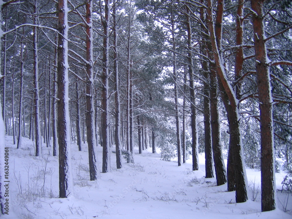 Fototapeta premium snow covered trees