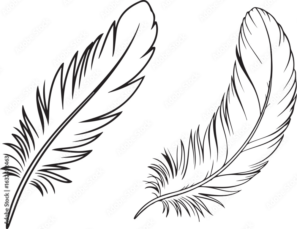 Obraz premium set of feathers vector illustration