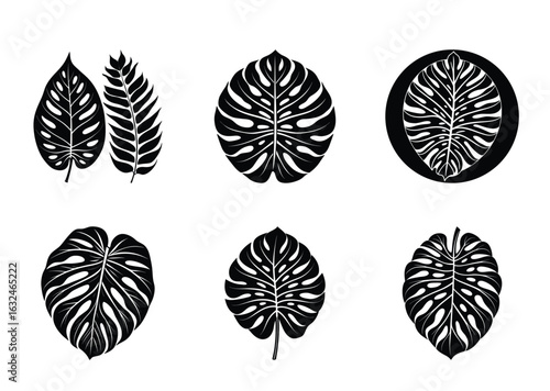 Graphic black and white illustration of monstera and other tropical leaves