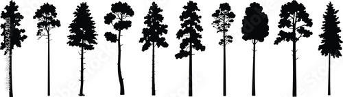 Tall pine tree silhouettes set, conifer forest vector collection, black tree shapes for nature illustration, outdoor landscape design elements