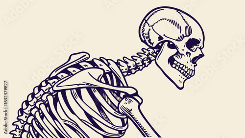 Illustration of a skeleton showing the skull, spine, and rib cage in a side profile view drawing