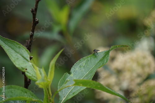 Mosca en su hoja