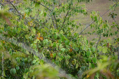 Planta de capulí y granadilla
