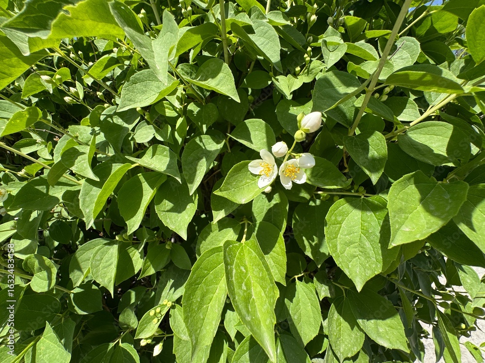 Fototapeta premium Close-up of a white Philadelphus lewisii flower in bloom, surrounded by green foliage. Lewis' mock-orange, mock-orange, Gordon's mockorange, wild mockorange, Indian arrowwood, or syringa.