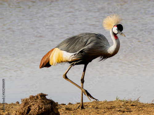 Gray Crowned Crane next to the lake in Aberdare National Park in Kenya
