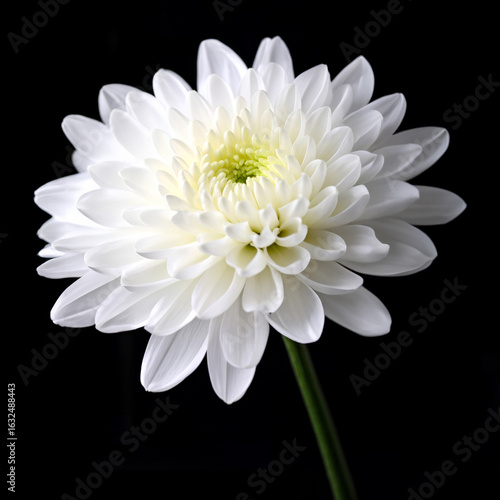 Wallpaper Mural white chrysanthemum isolated on black 黒い背景に白い菊の花 검은 배경에 흰 국화 꽃 Torontodigital.ca