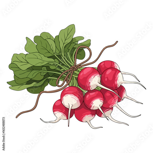 A fresh bunch of red radishes with vibrant green leaves, tied together with a brown string bow.