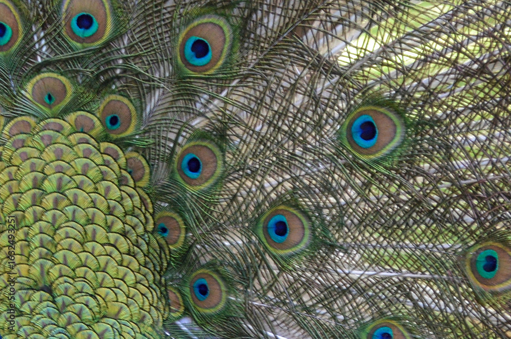 Obraz premium Plumas de pavo real vibrantes con detalle