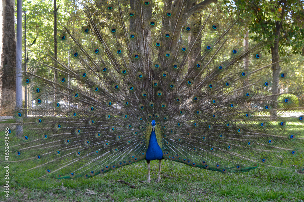 Obraz premium Un majestuoso pavo real mostrando su impresionante plumaje ante la cámara.
