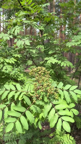 Green leaves of a tree in the forest sway in the wind