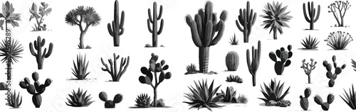 Cactus silhouette, desert nature, succulent plant, botanical illustration, wild flora, tropical bush, prickly cactus, spiky vegetation, dry environment, cactus vector, natural shapes