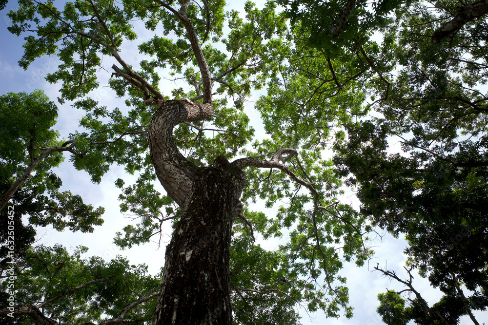 Fototapeta premium Mahogany tree, Swietenia macrophylla forest canopy in Gunung Kidul, Yogyakarta, Indonesia
