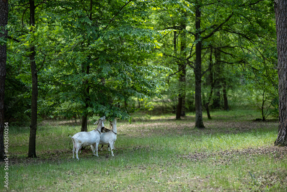 Obraz premium A small herd of domestic goats grazes among the trees on a green lawn. Thanks to the grazing of goats, thickets do not form in the forest park, and the lower part of the trees is clearly visible.