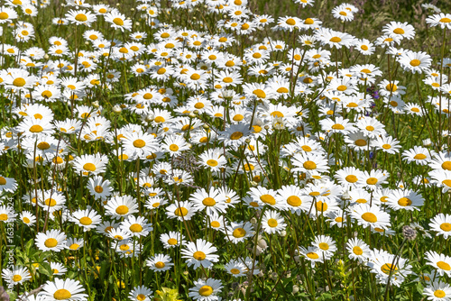 Growing summer daisies flowers in sunlight.