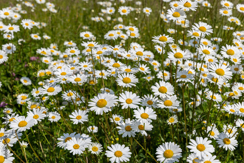 Growing summer daisies flowers in sunlight.