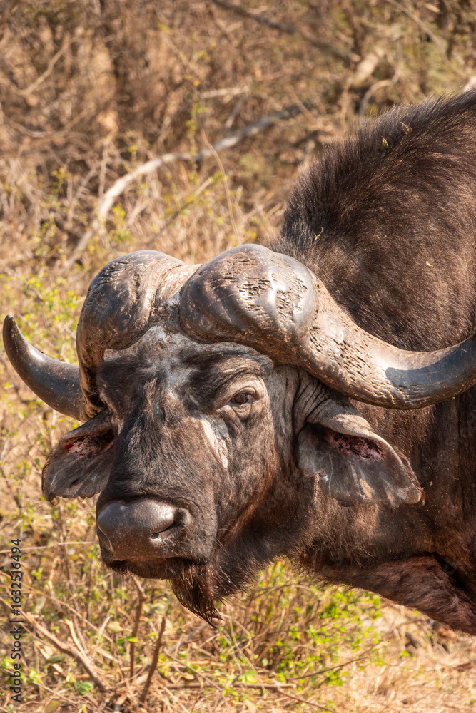 Fototapeta premium African or Cape Buffalo in Kruger National Park, South Africa