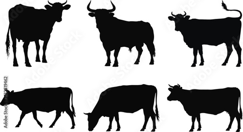 Cow silhouette vector set with standing, walking, and grazing poses for farm and agriculture design