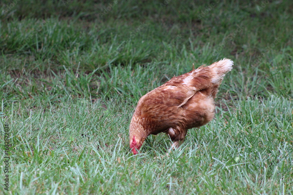 Fototapeta premium Chickens and rooster in the front yard