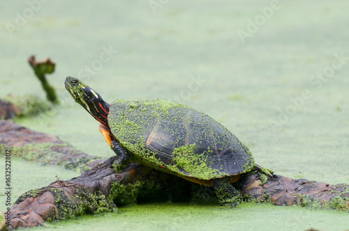 Adorable turtle sitting on a log in a green pond with head sticking out of shell