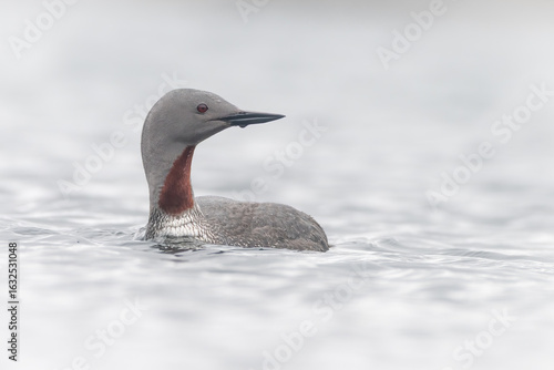 Red throated diver or red throated loon (Gavia stellata), Shetland, Scotland. Beautiful Scottish wildlife portrait.