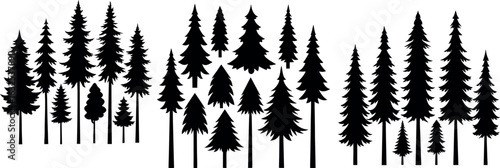 Evergreen forest silhouette: Majestic evergreen trees create a striking silhouette against the sky, their branches reaching towards the heavens, in a serene natural landscape.