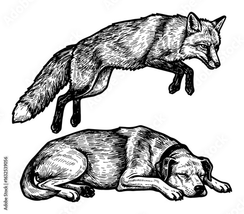 A Fox Jumps Over a Lazy Sleeping Dog Black and White Outline Line Art Drawing Vintage Engraving Style