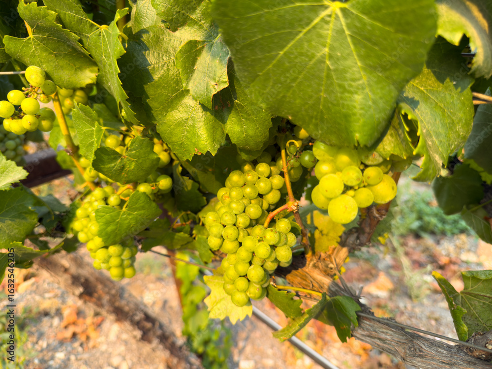 Fototapeta premium Close up of grapes hanging on branch. Hanging grapes. Grape farming. Grapes farm. Tasty green grape bunches hanging on branch. Grapes
